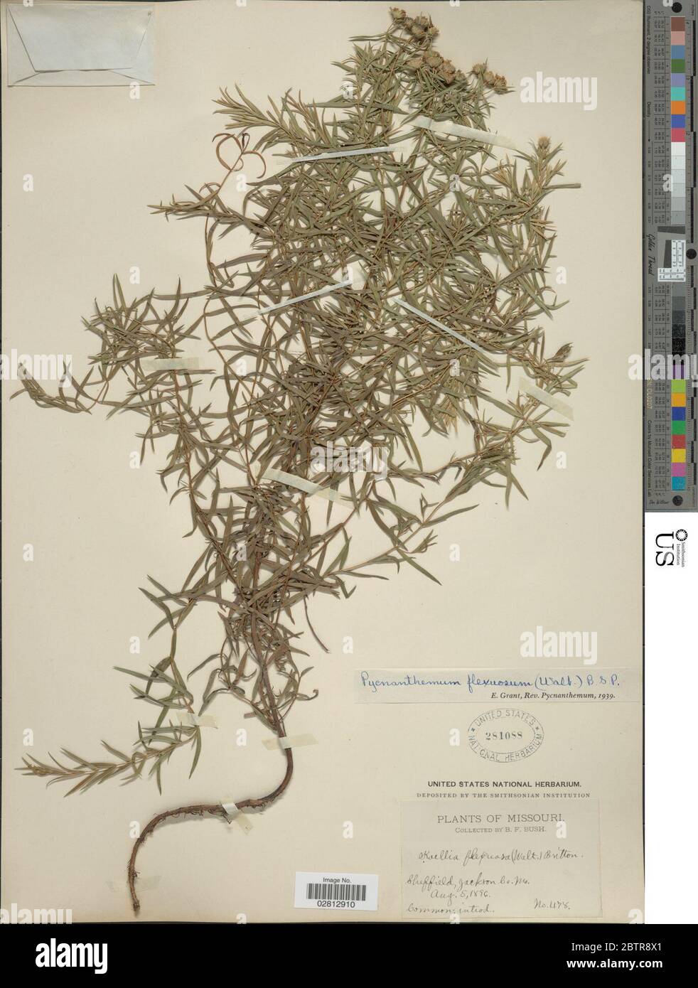 Pycnanthemum tenuifolium Schrad. Stock Photo