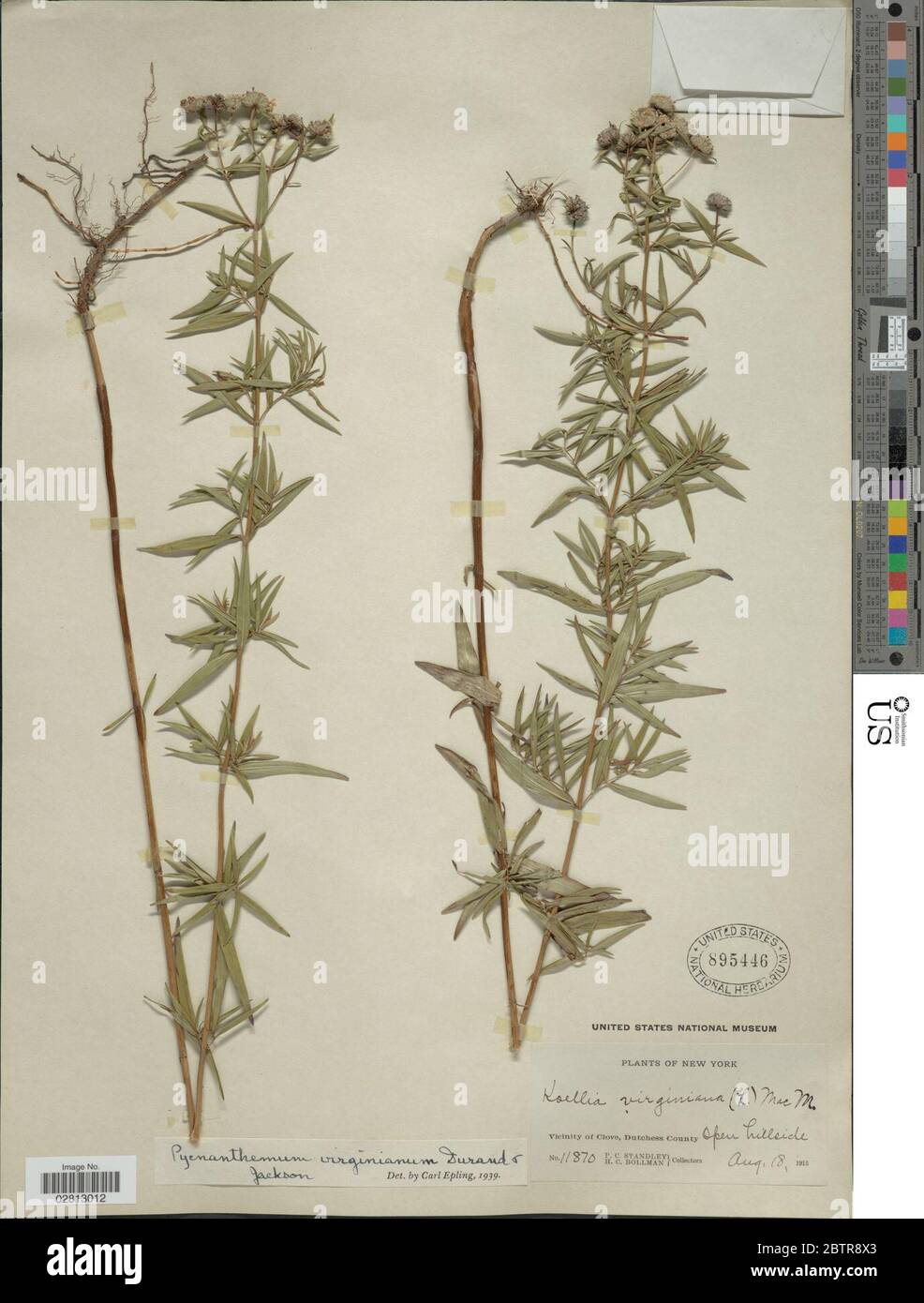 Pycnanthemum virginianum L T Durand BD Jacks ex BL Rob Fernald. Stock Photo