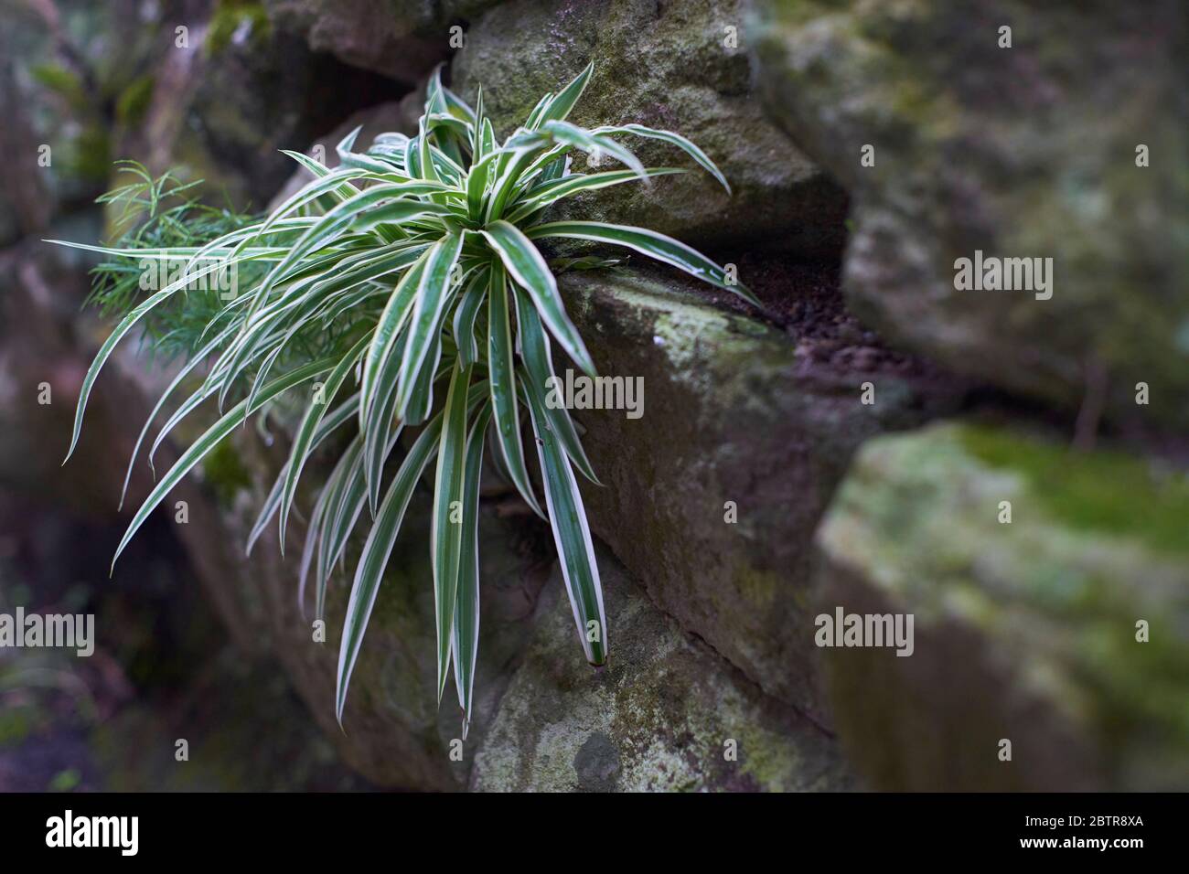Dracaena plant growing wild outdoors in a garden at a stone wall Stock Photo