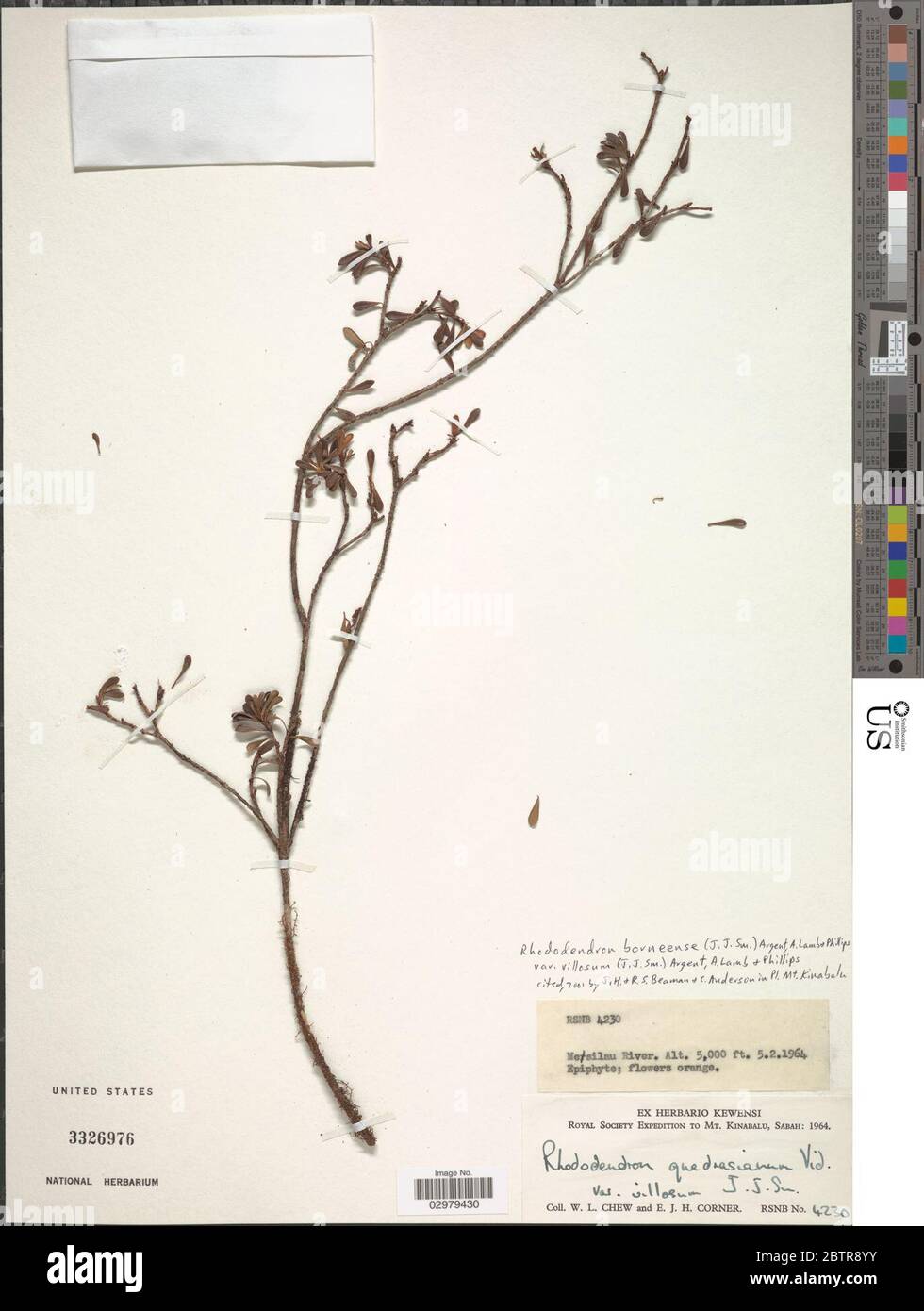 Rhododendron borneense JJ Sm Argent et al. Stock Photo
