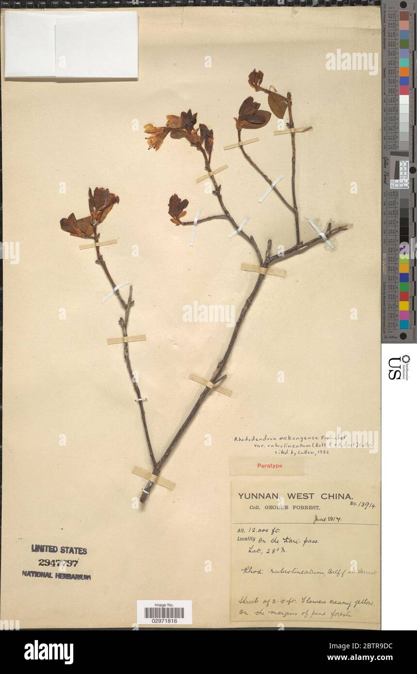 Rhododendron mekongense var rubrolineatum Balf f Forrest Cullen. Stock Photo