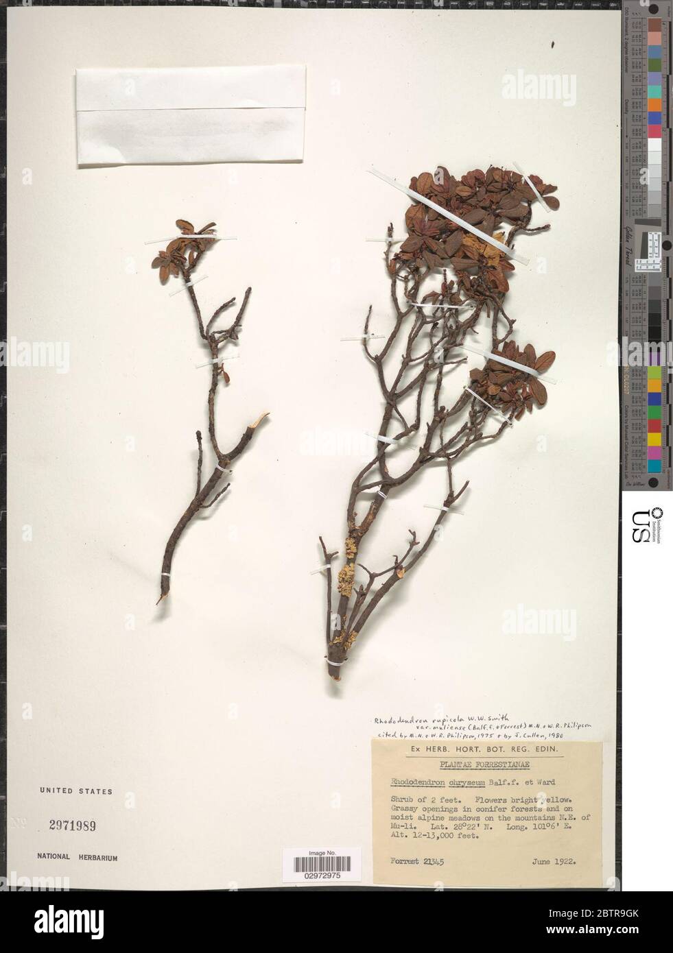Rhododendron rupicola var muliense Balf f Forrest Philipson M N Philipson. Stock Photo
