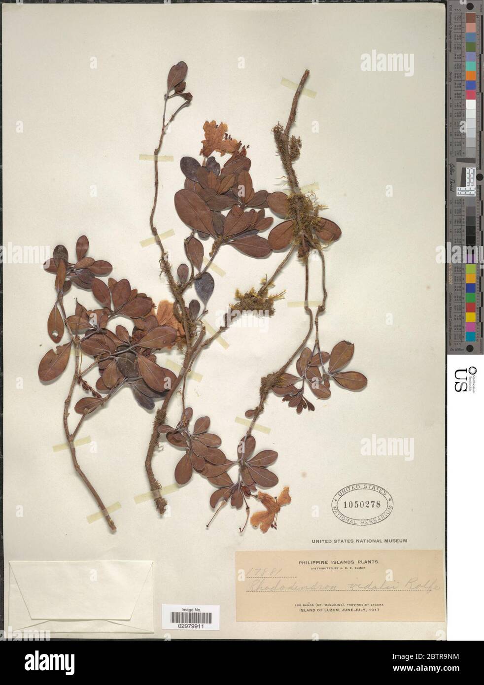 Rhododendron vidalii Rolfe. Stock Photo