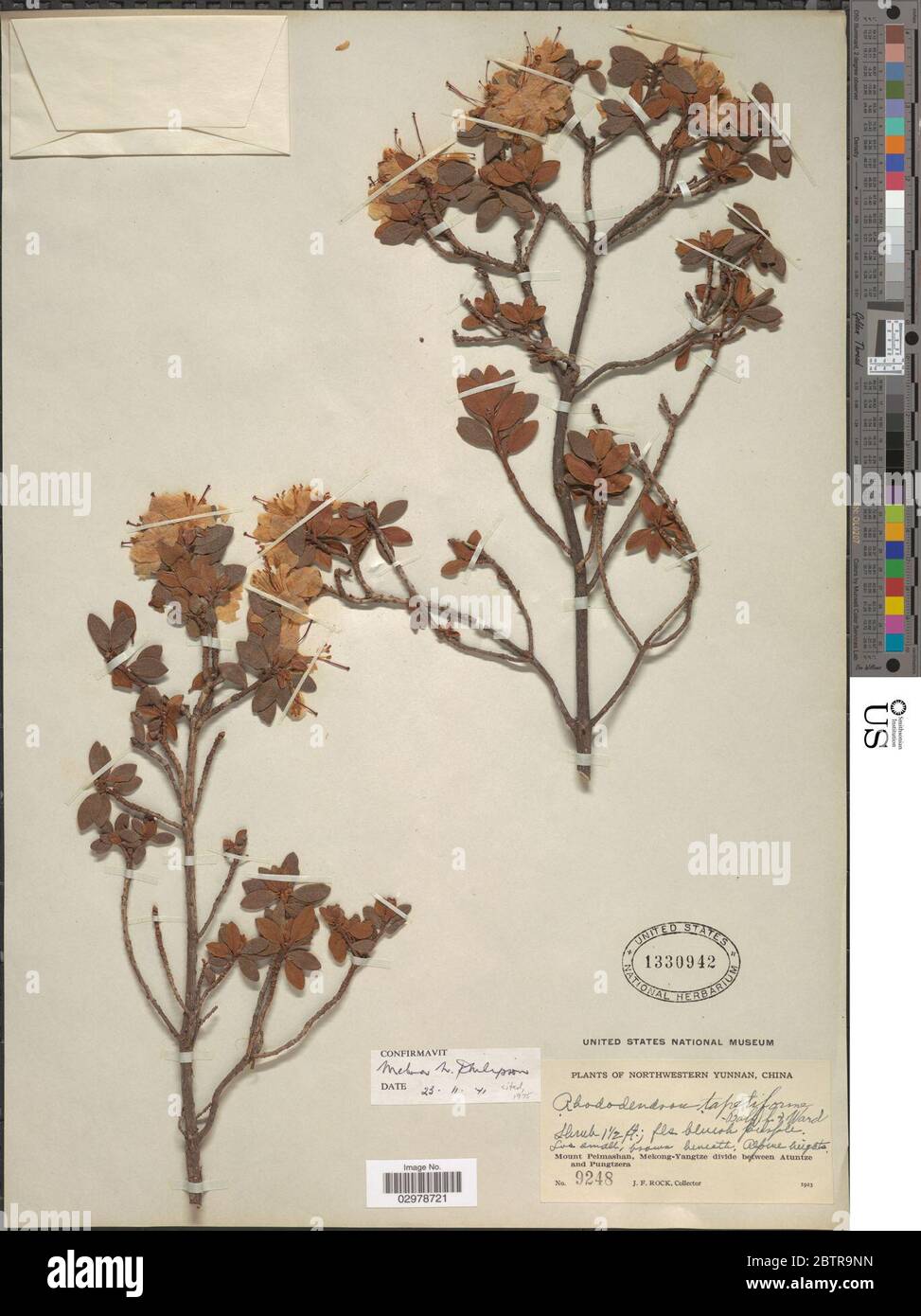Himalayan flora documentation hi-res stock photography and images - Alamy