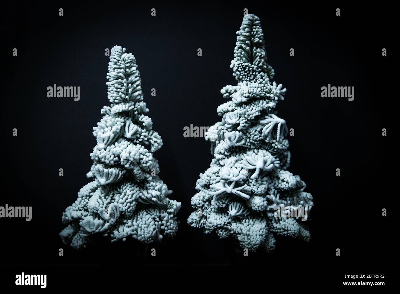 Snow Christmas trees isolated on black background Stock Photo