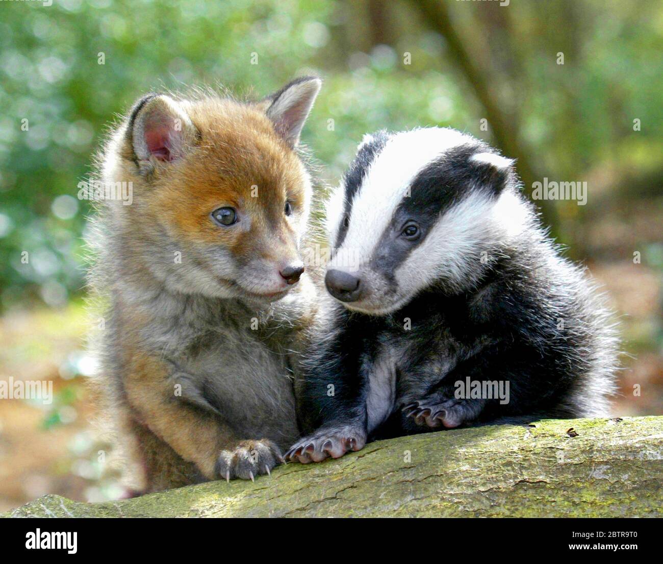 Badger cub and a fox cub in Surrey, England. The cute baby wild animals became great friends whist recovering from illness. Stock Photo