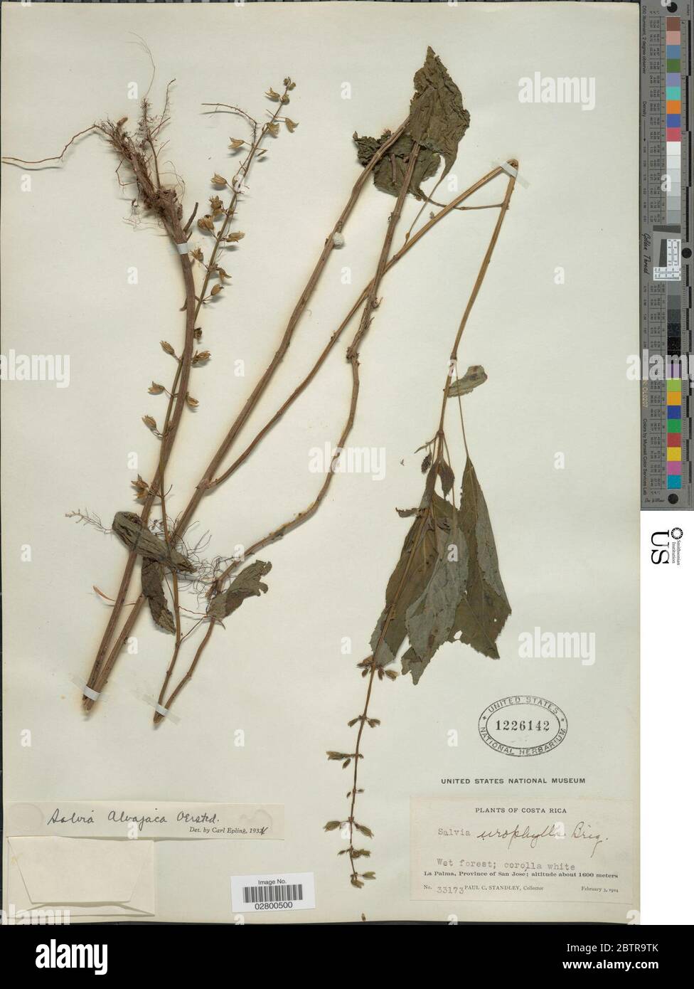 Salvia alvajaca Oerst. Stock Photo