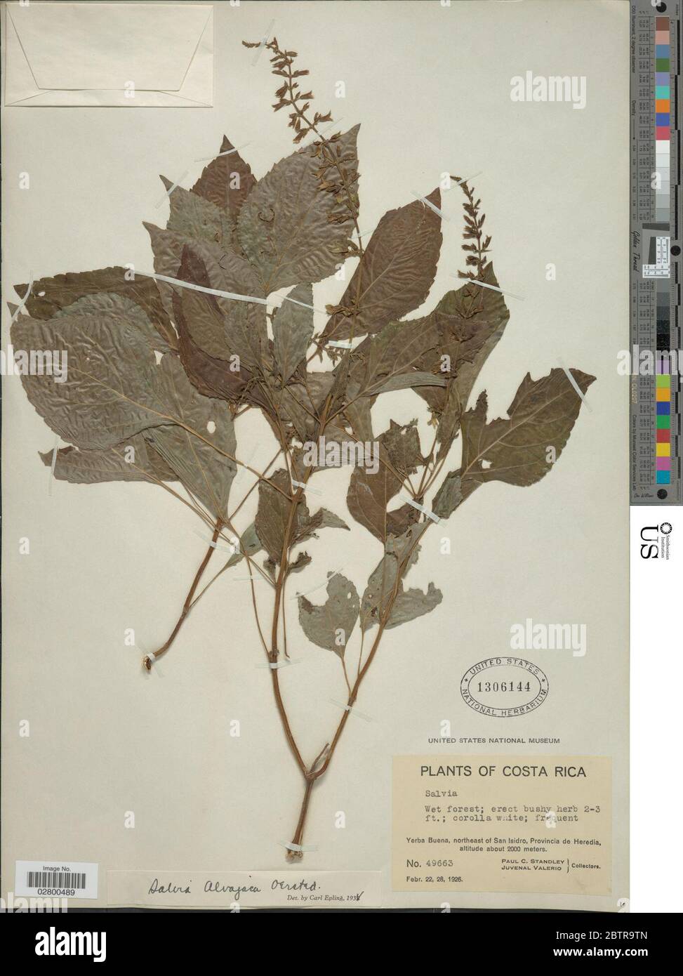 Salvia alvajaca Oerst. Stock Photo