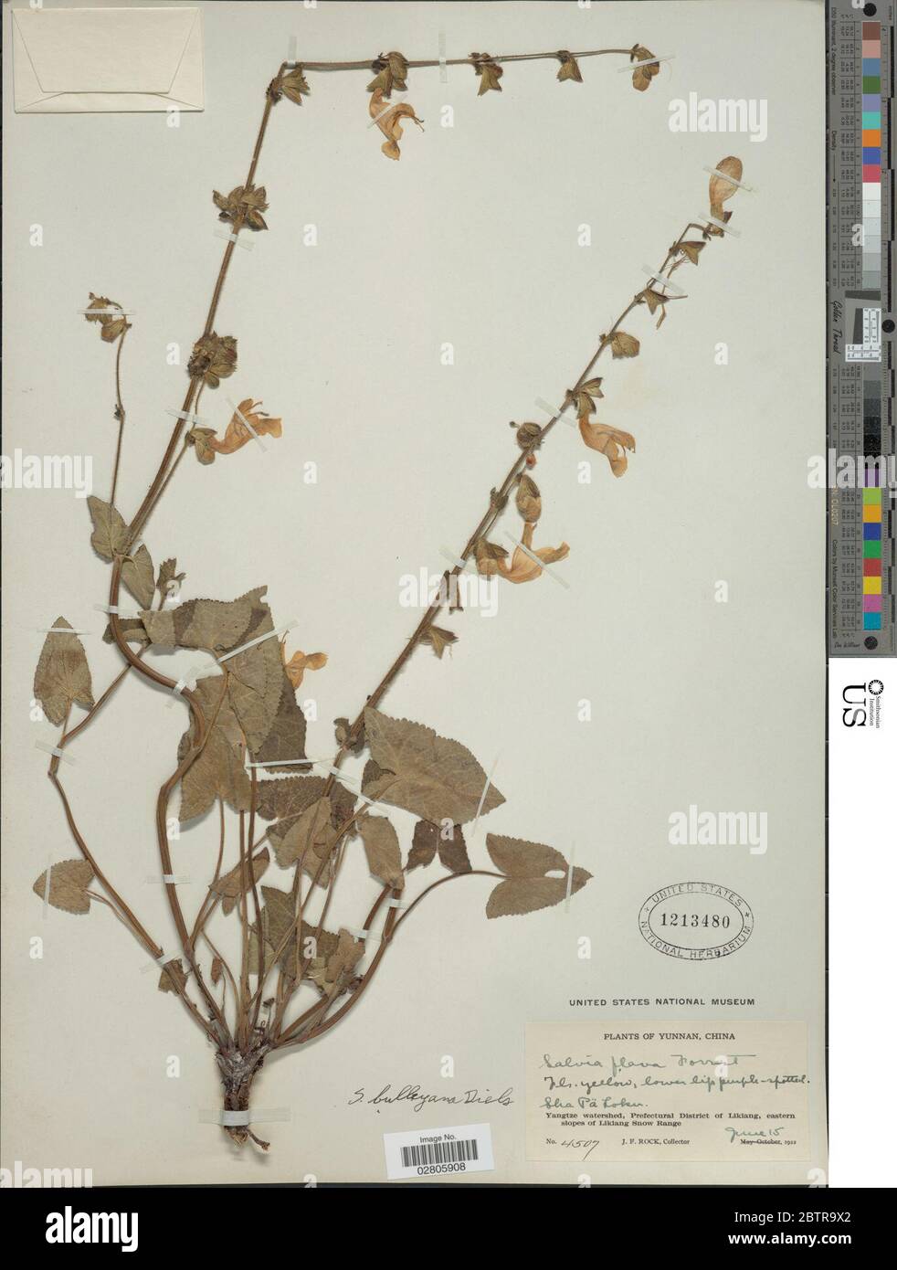 Salvia bulleyana Diels. Stock Photo