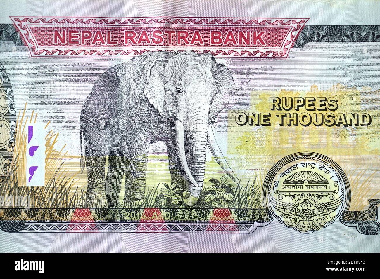 A Nepalese banknote NPR 1000 Rupees. The issuance of the currency is controlled by the Nepal Rastra Bank the central bank of Nepal Stock Photo Alamy