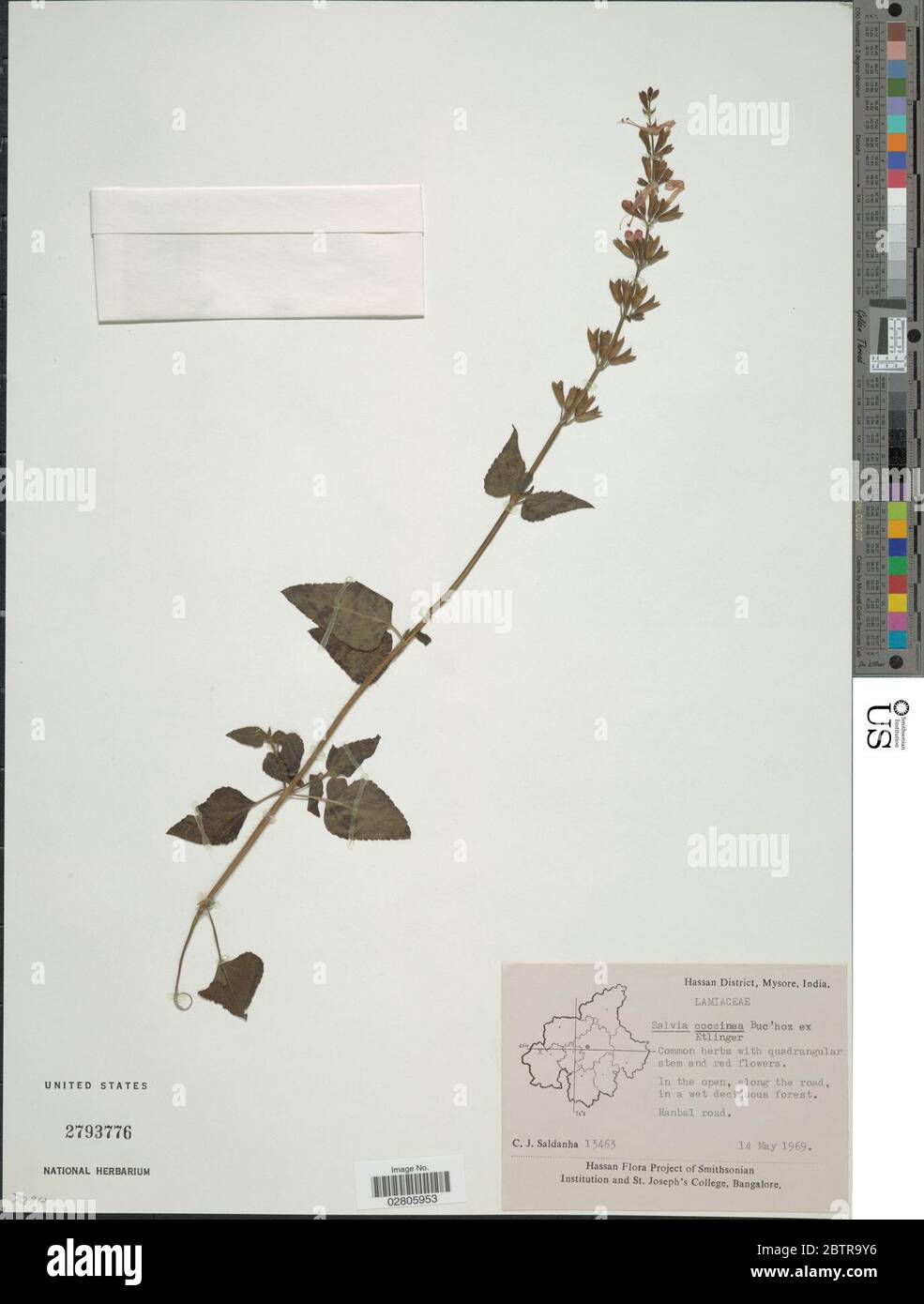 Salvia coccinea Etlinger. Stock Photo