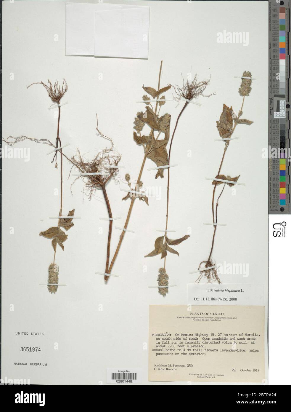 Salvia hispanica L Stock Photo - Alamy
