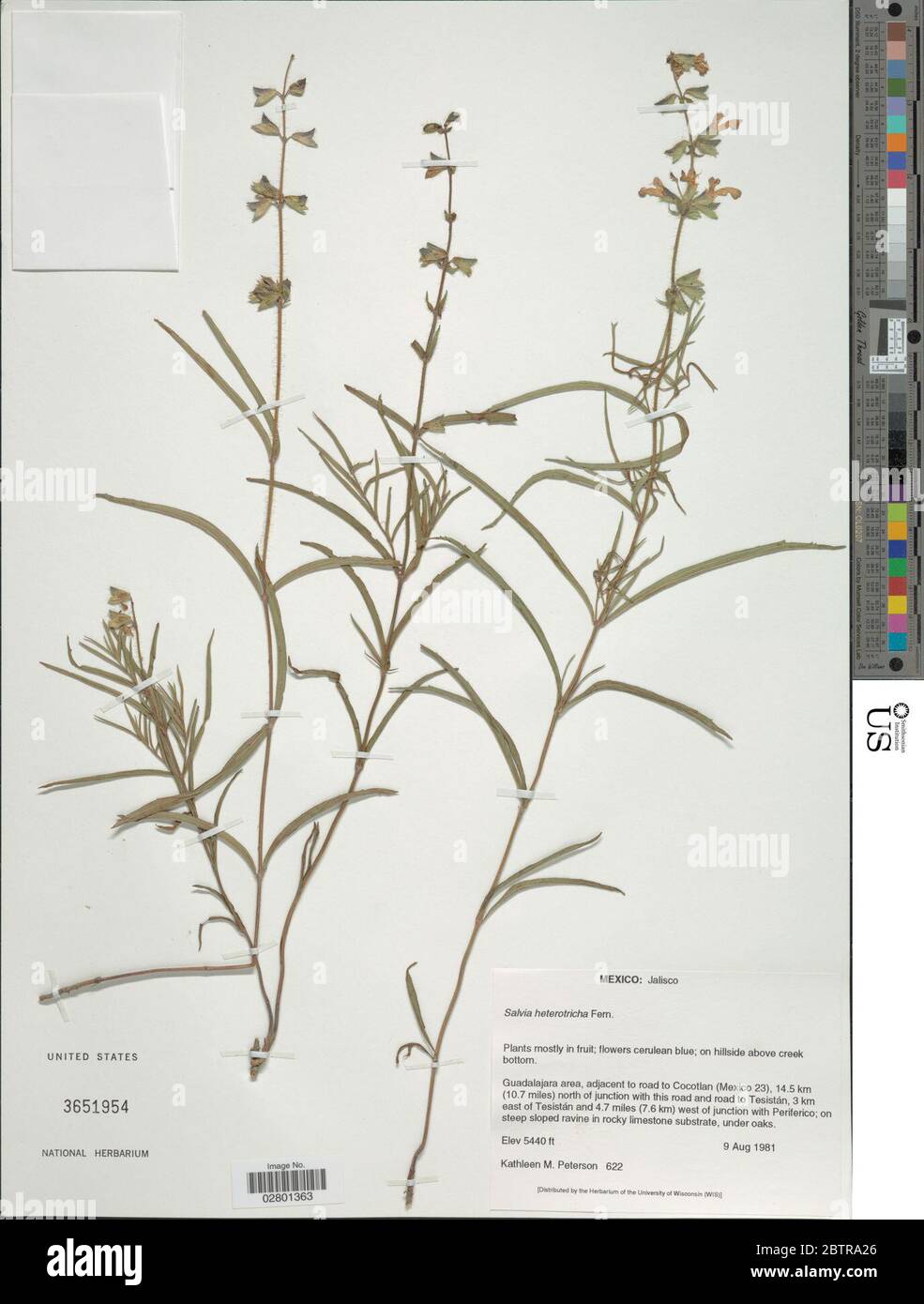 Salvia heterotricha Fernald. Stock Photo