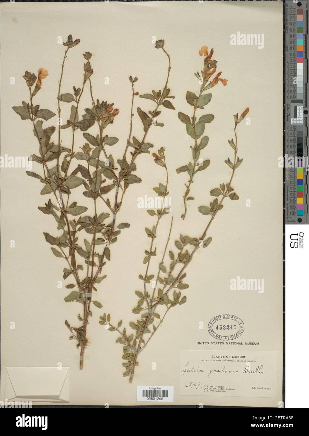 Salvia grahami Benth. Stock Photo