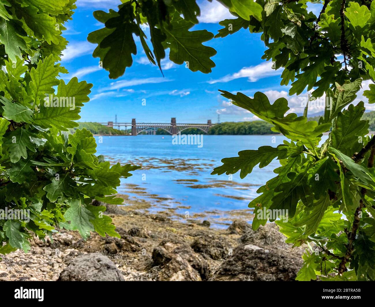 Looking at the Britannia bridge through the Oak trees on the shores of the Menai Strait on Anglesey in North Wales Stock Photo
