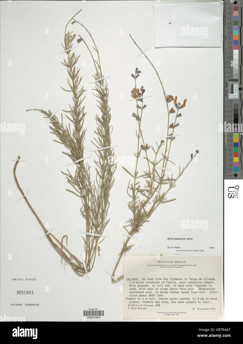 Salvia leptophylla Benth. Stock Photo