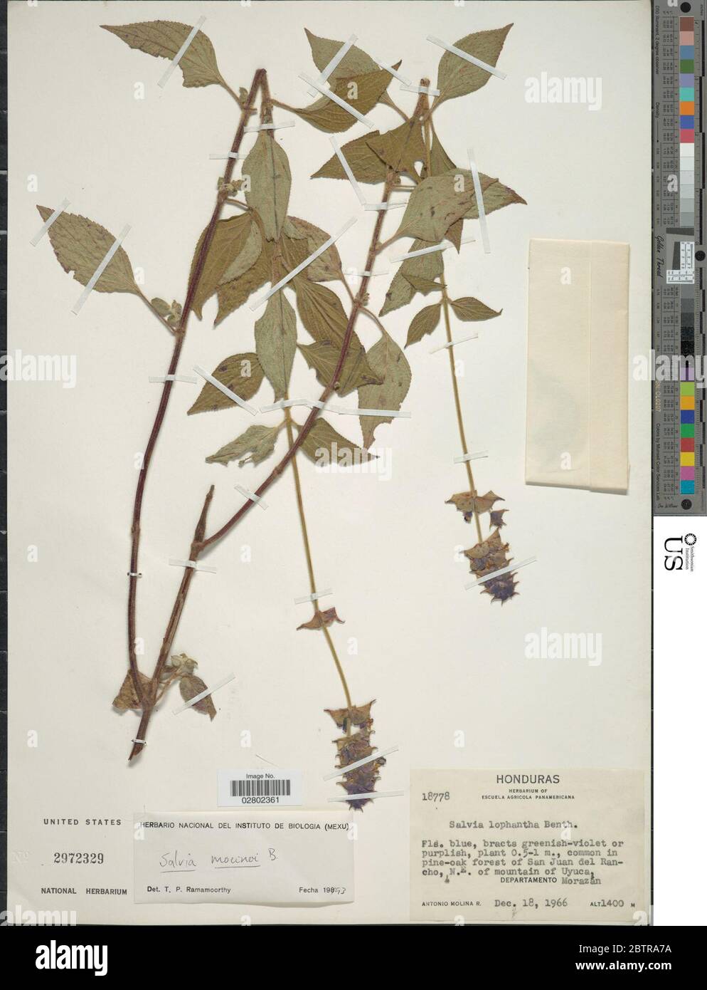Salvia mocinoi Benth. Stock Photo
