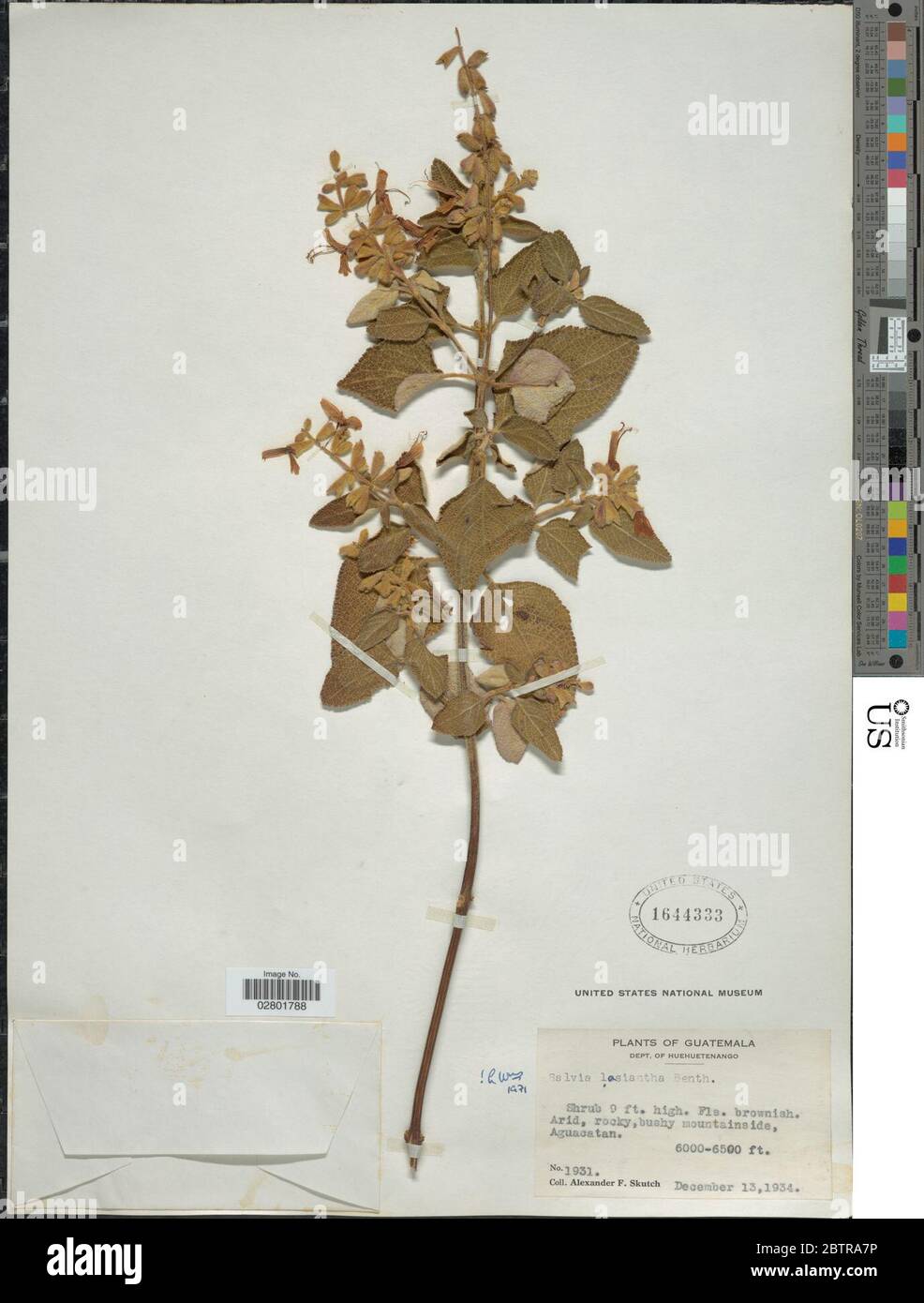 Salvia lasiantha Benth. Stock Photo