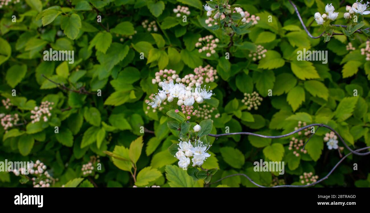 The flowering tree Spiraea. The spring green color of the foliage. Stock Photo