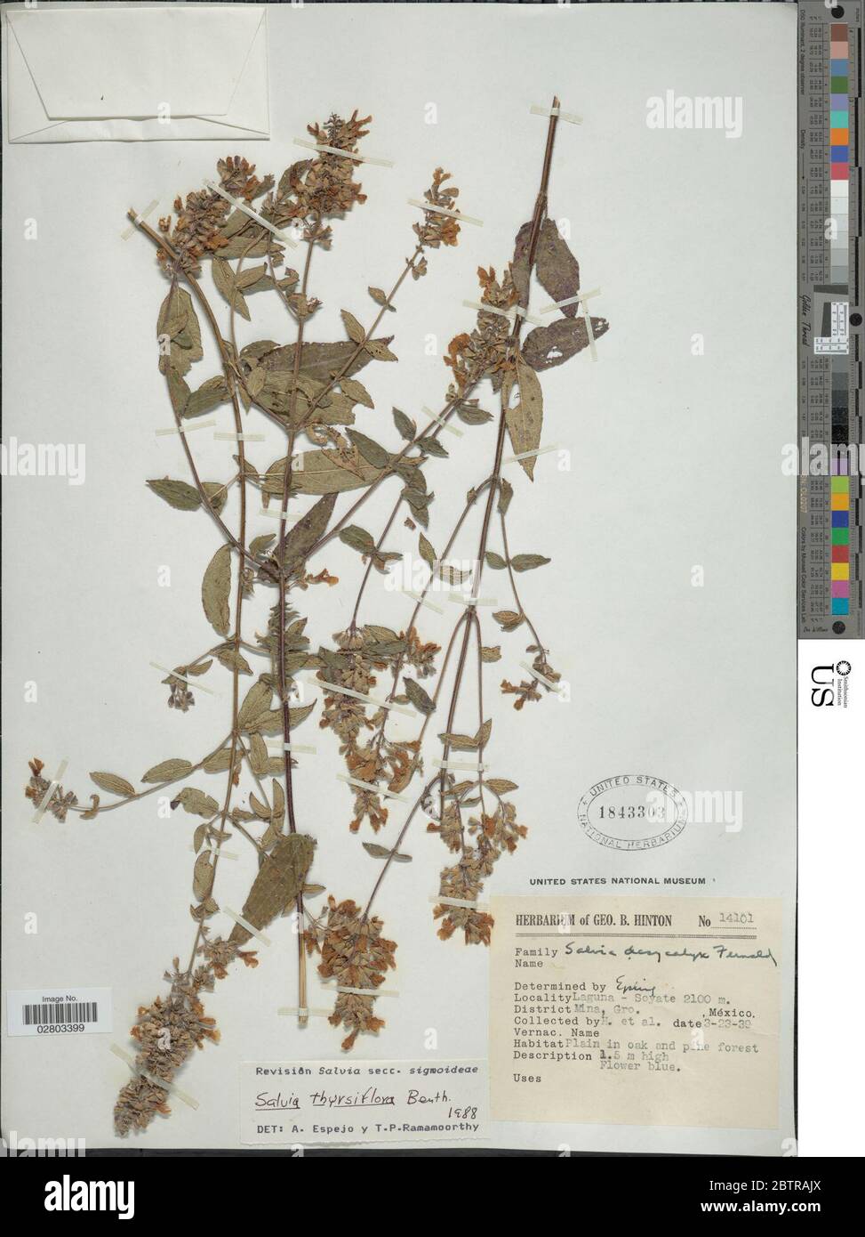 Salvia thyrsiflora Benth. Stock Photo