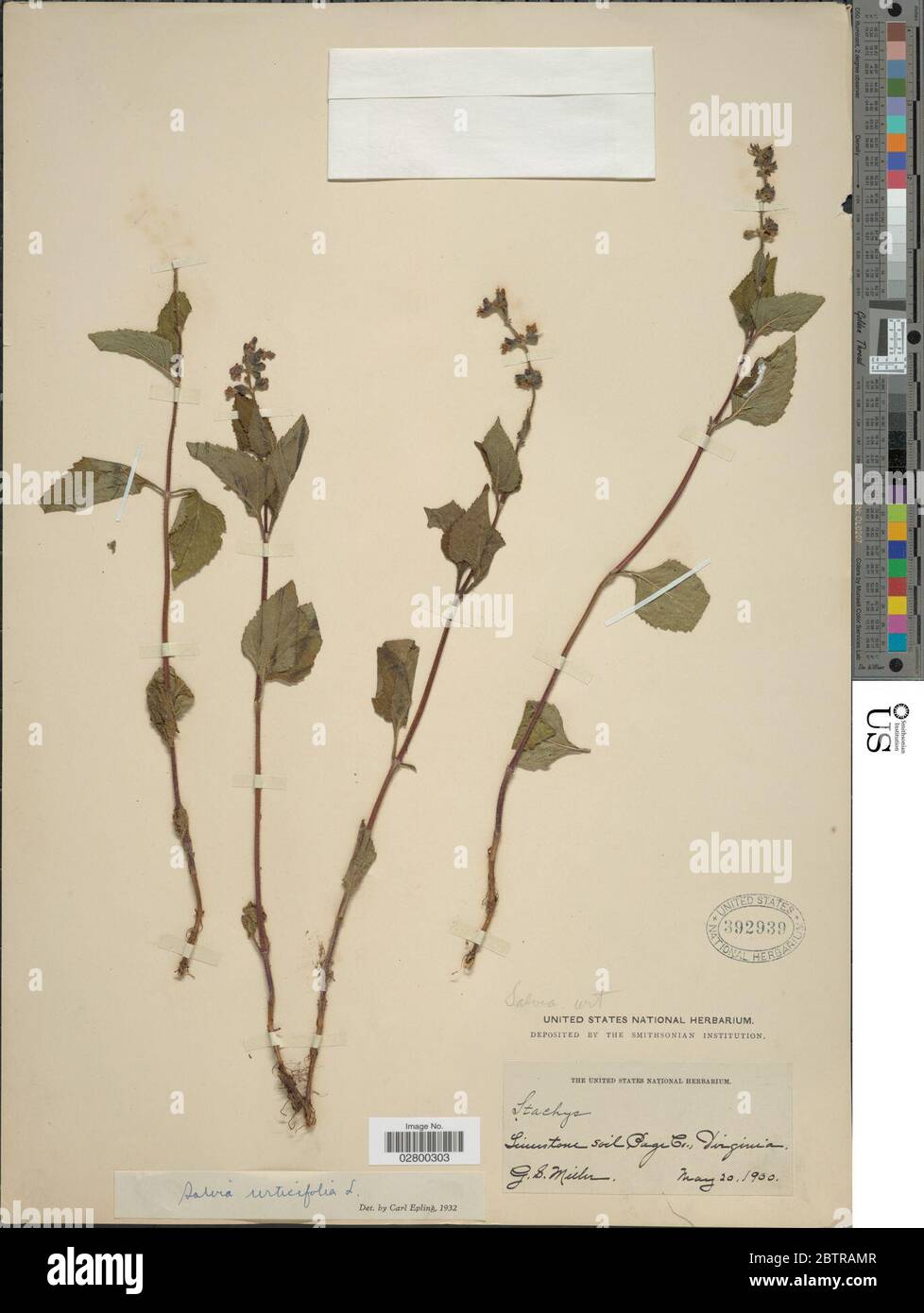 Salvia urticifolia. Stock Photo