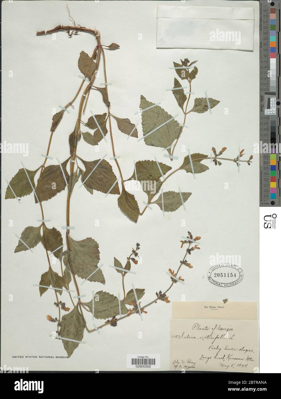 Salvia urticifolia. Stock Photo