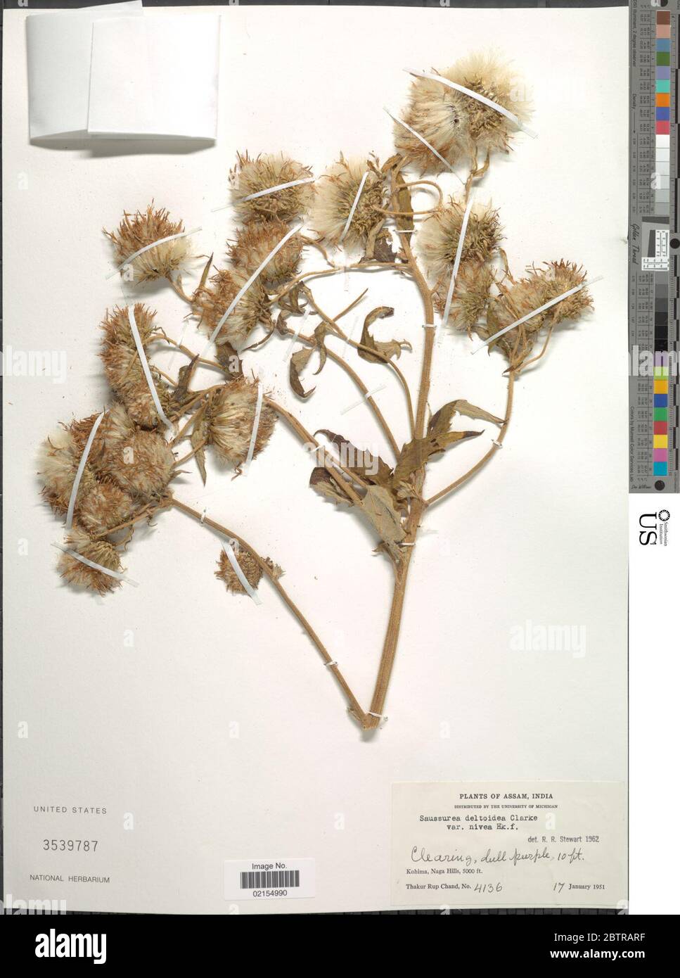 Saussurea deltoidea. Stock Photo