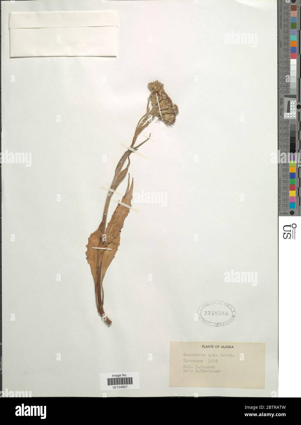Saussurea nuda. Stock Photo