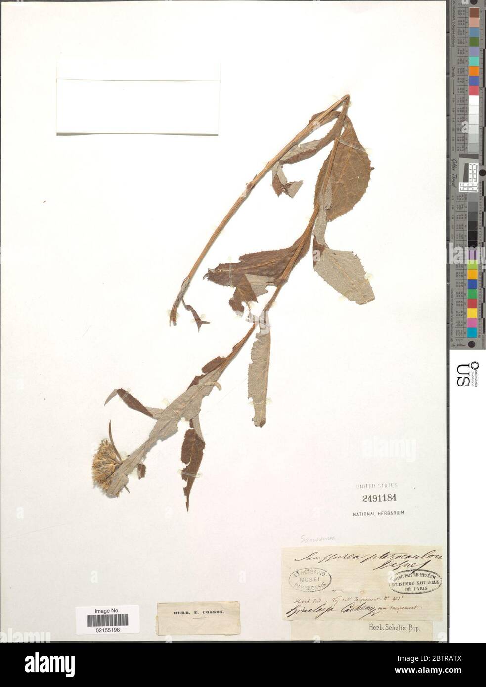 Saussurea pterocaulon Decne. Stock Photo