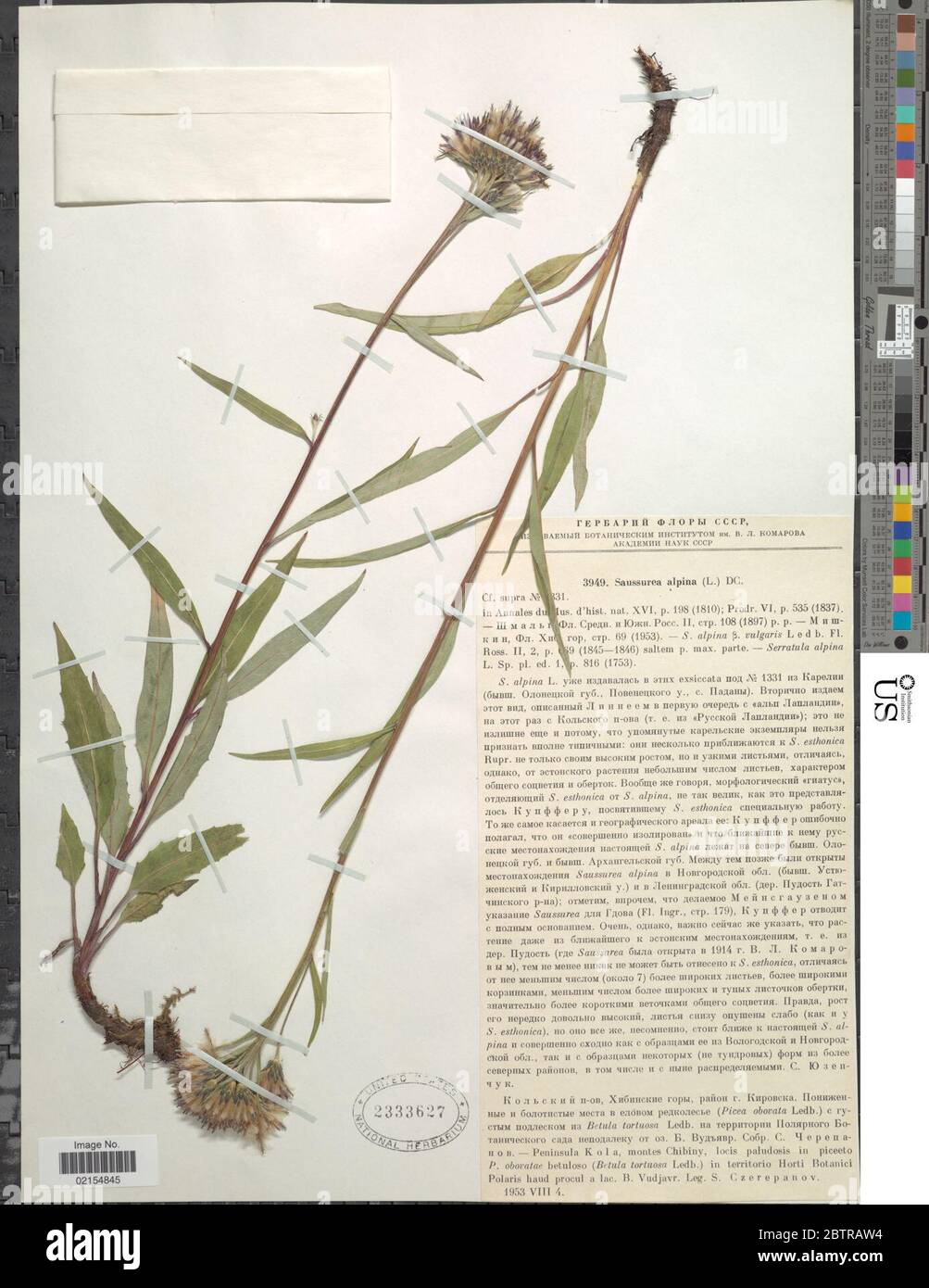 Saussurea alpina L DC. Stock Photo