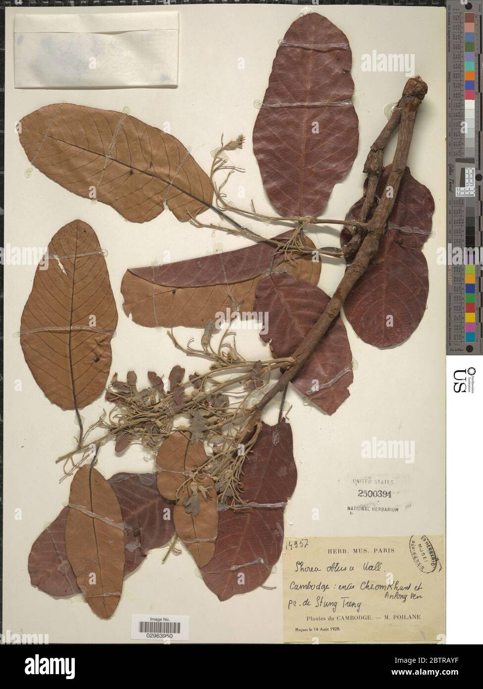 Shorea obtusa Wall Stock Photo Alamy