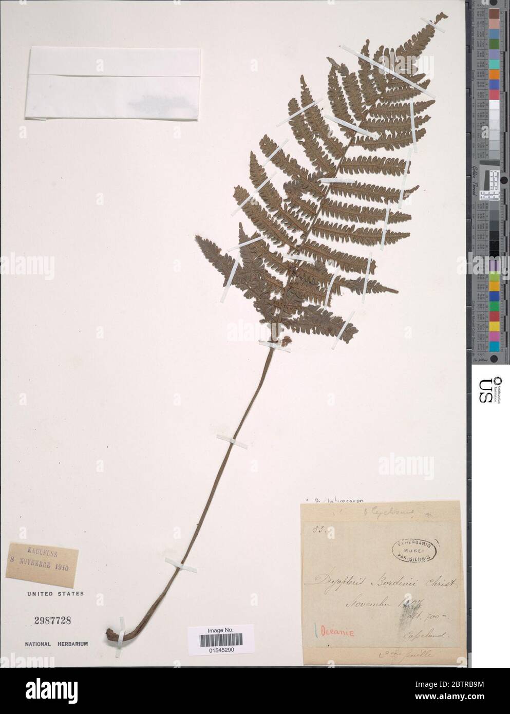 Sphaerostephanos heterocarpus Blume Holttum. Stock Photo