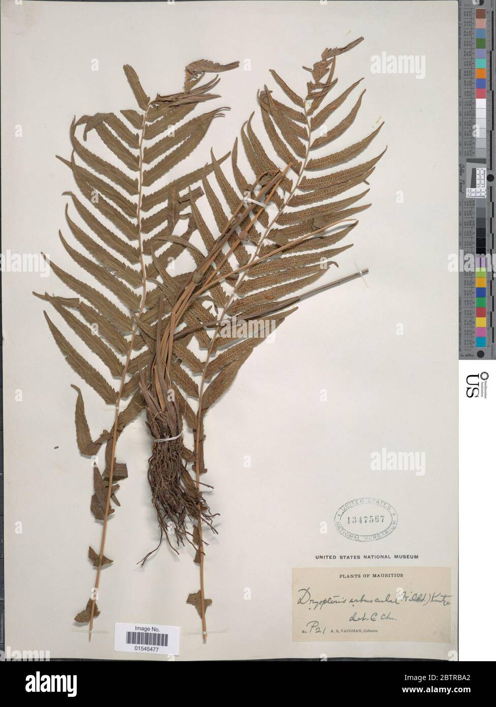 Sphaerostephanos arbuscula Willd Holttum. Stock Photo