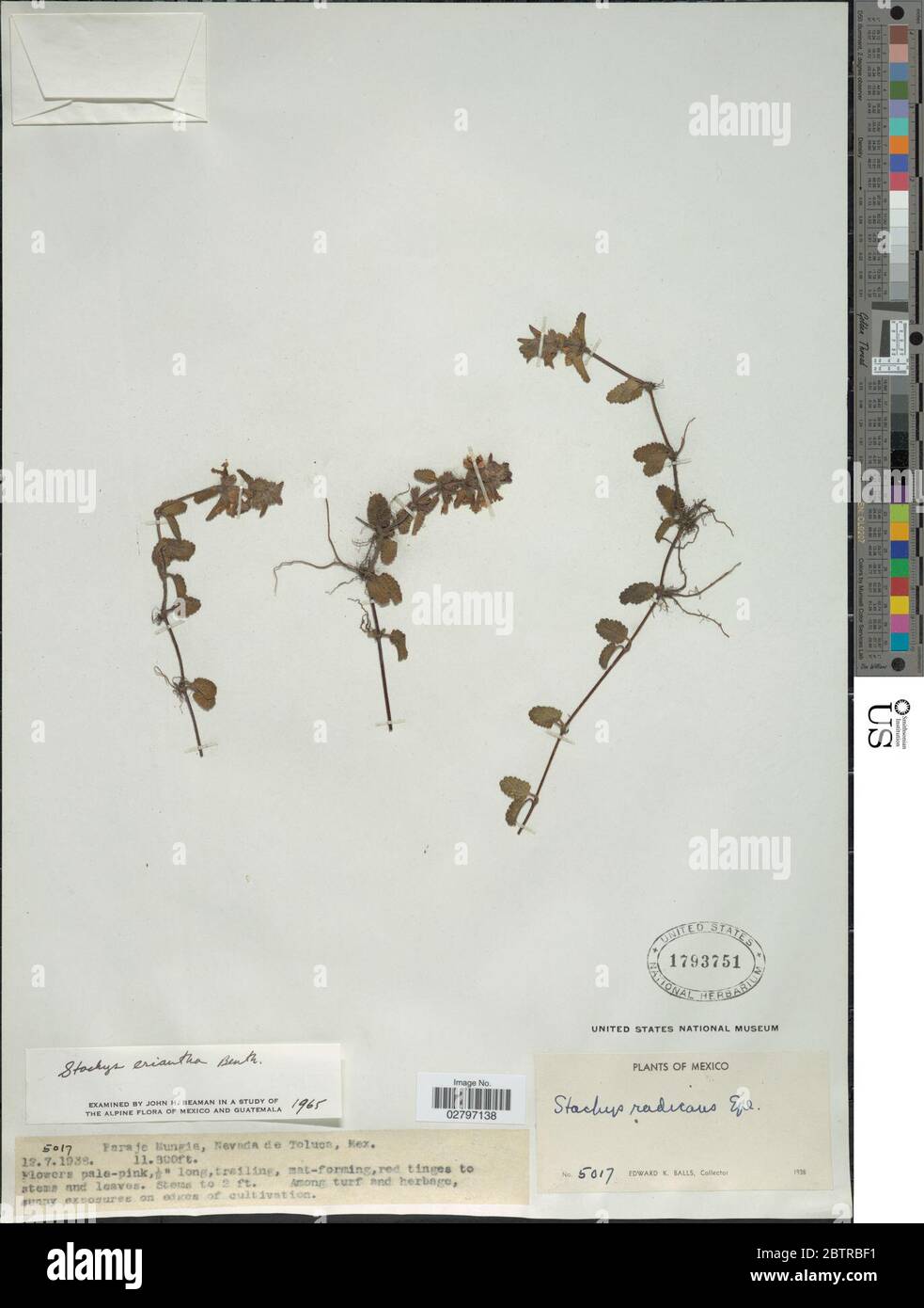 Stachys eriantha Benth. Stock Photo