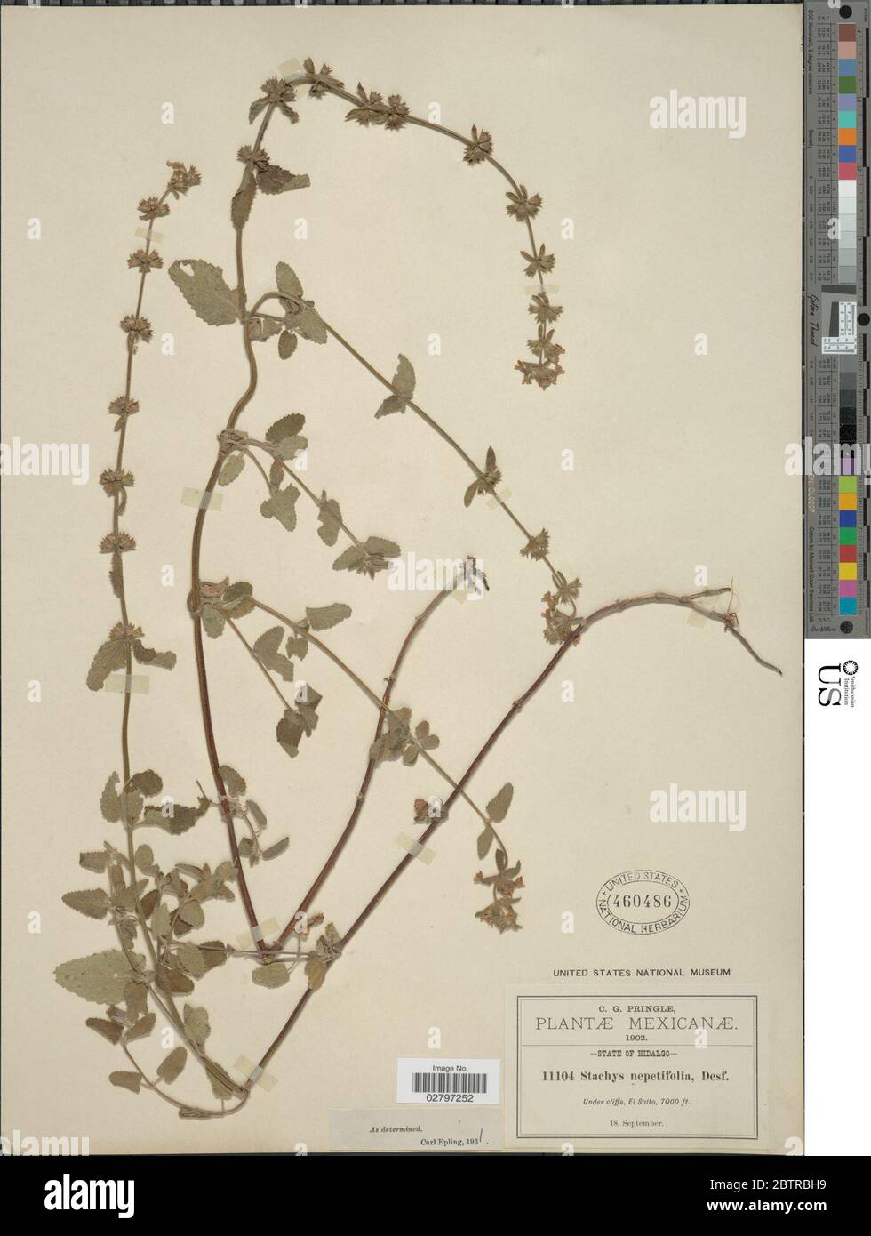 Stachys nepetifolia Desf. Stock Photo