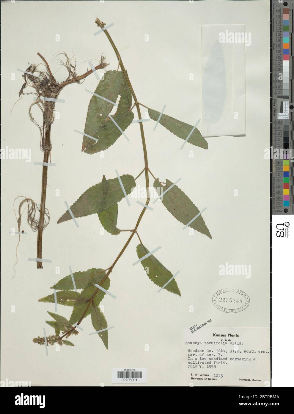 Stachys tenuifolia Willd. Stock Photo