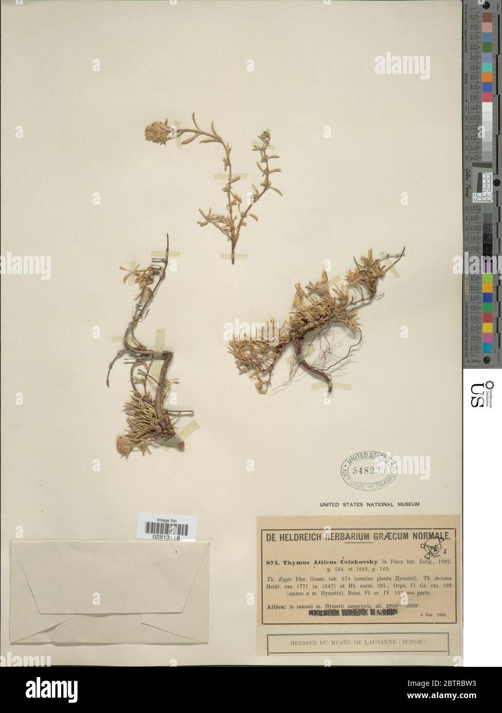 Thymus atticus hires stock photography and images Alamy