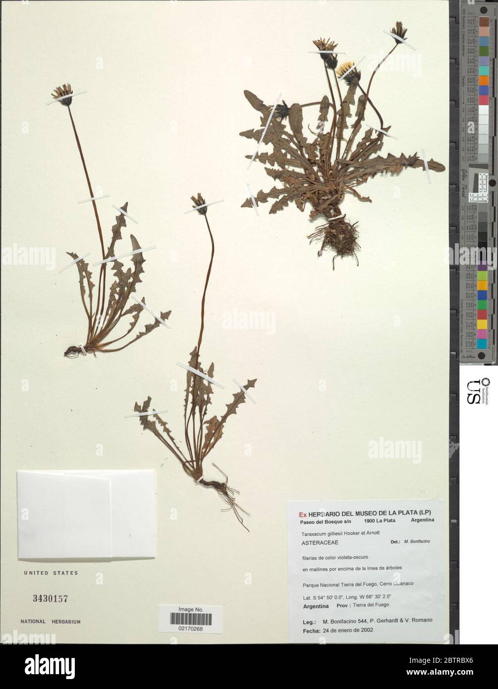 Taraxacum gilliesii Hook Arn. Stock Photo