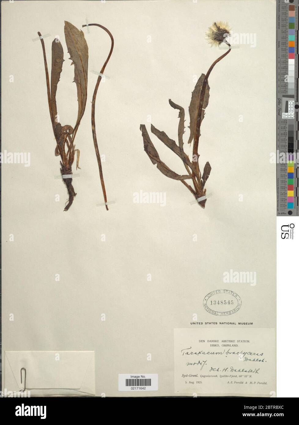 Taraxacum brachyceras Dahlst. Stock Photo