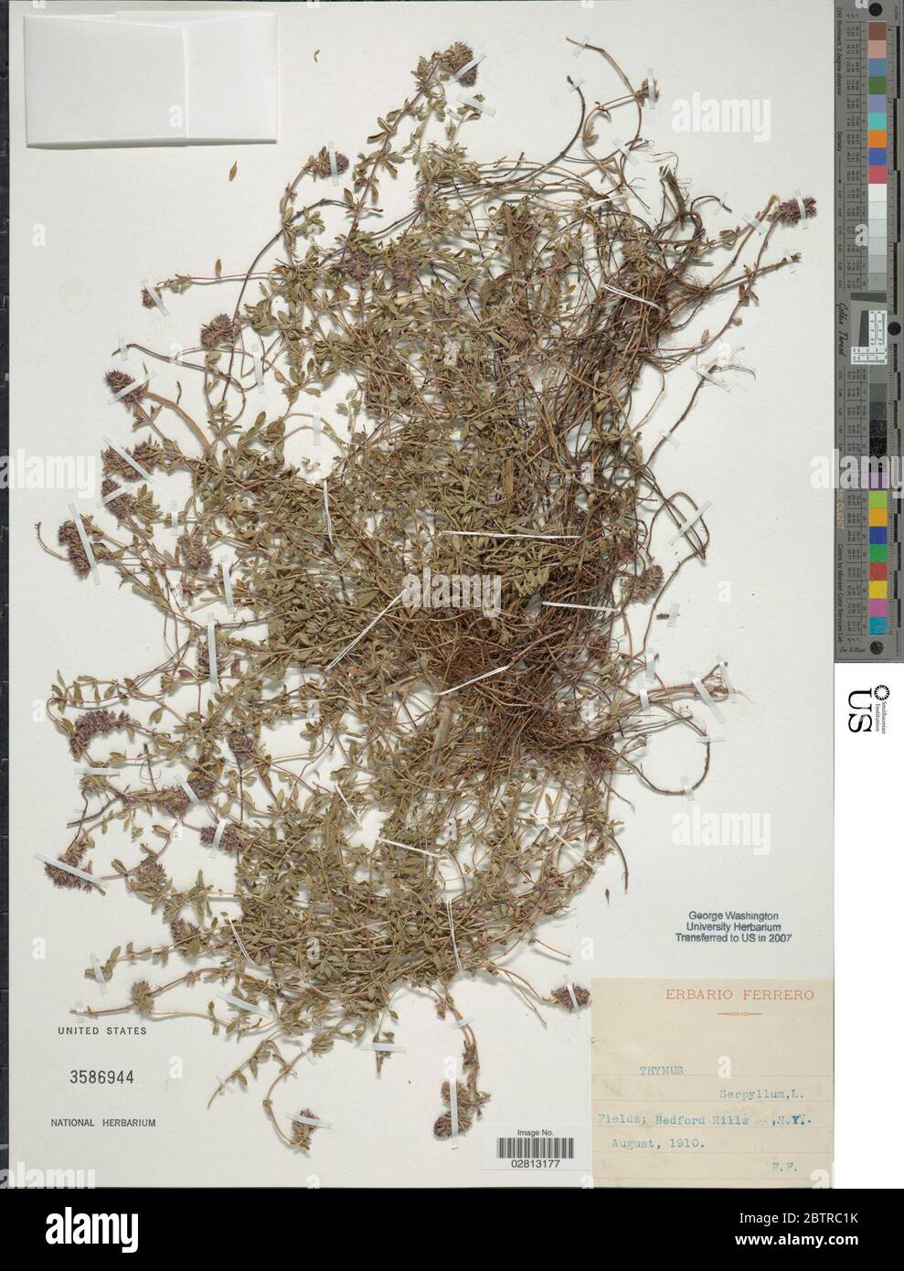 Thymus serpyllum L Stock Photo Alamy