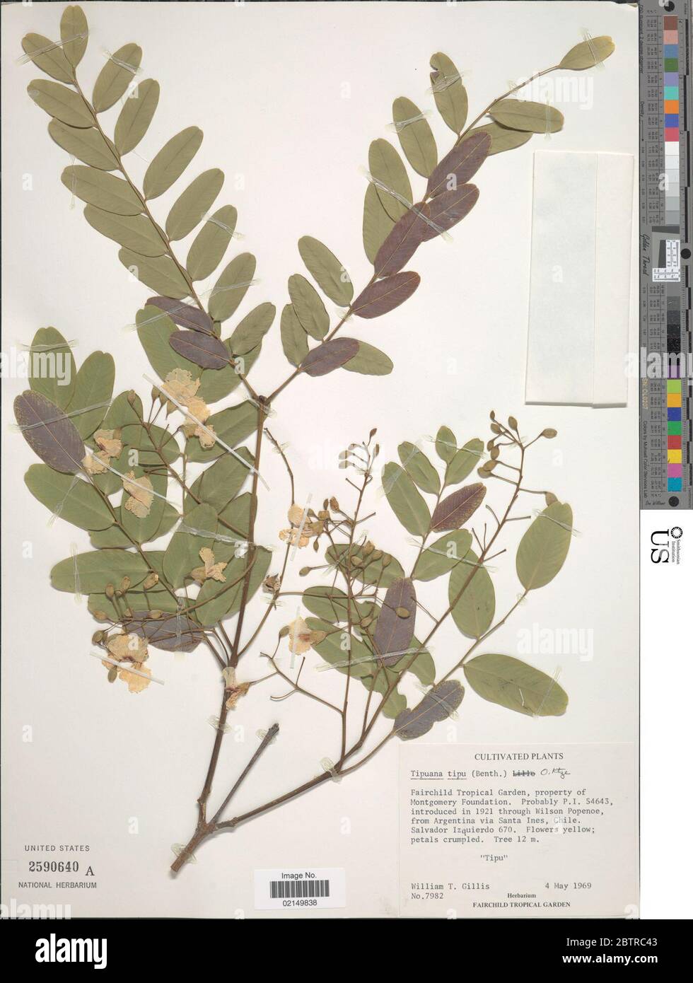 Tipuana tipu Benth Kuntze. Stock Photo