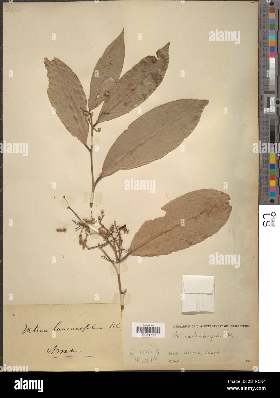 Vatica lanceifolia Roxburgh Blume. Stock Photo