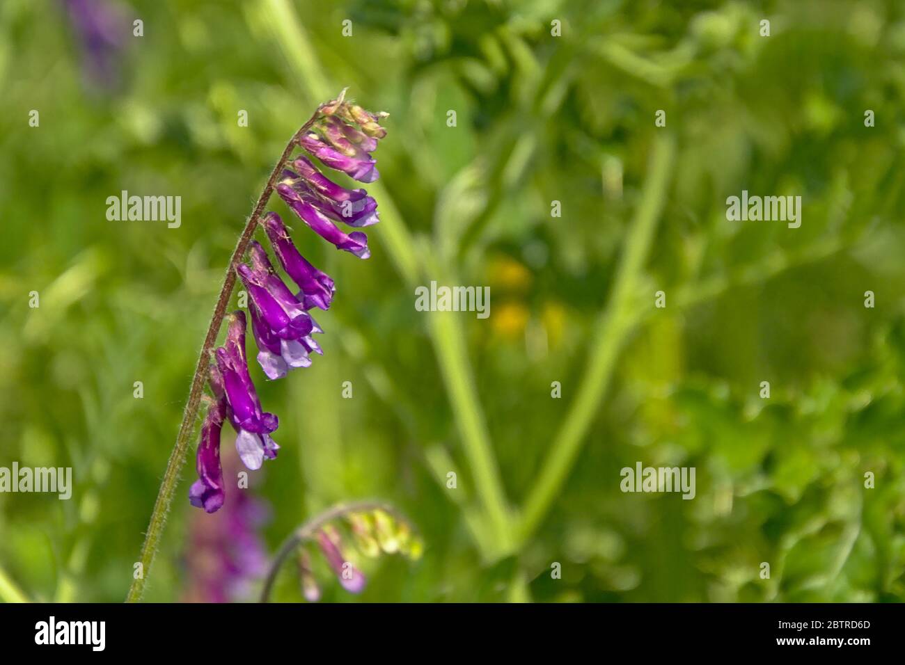 beautiful bright purple hairy vetch flowers in a lush green field, selective focus with bokeh backround. Vicia villosa Stock Photo