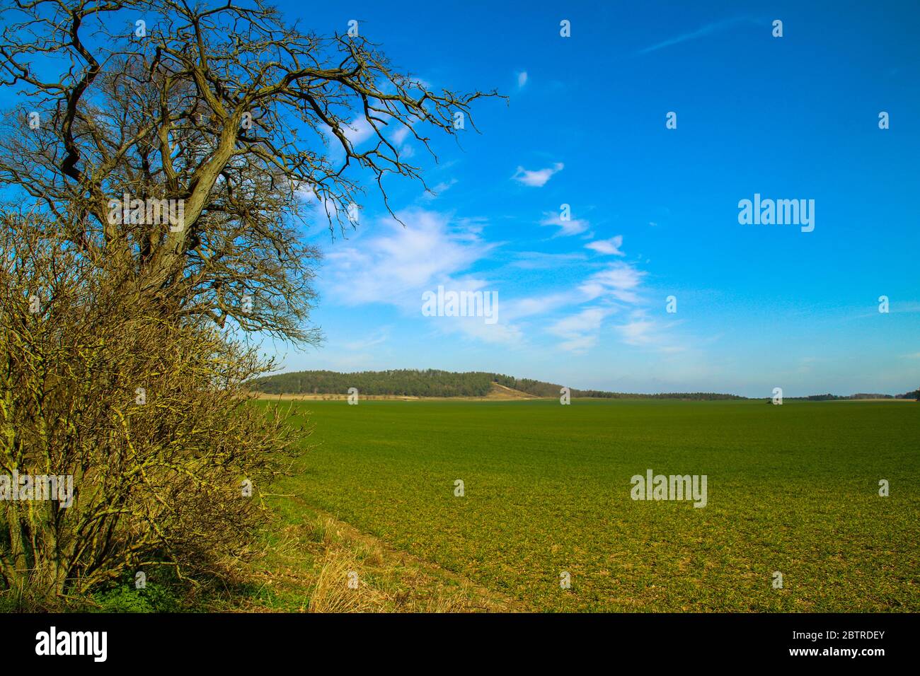 Green field, three and blue sky background Stock Photo