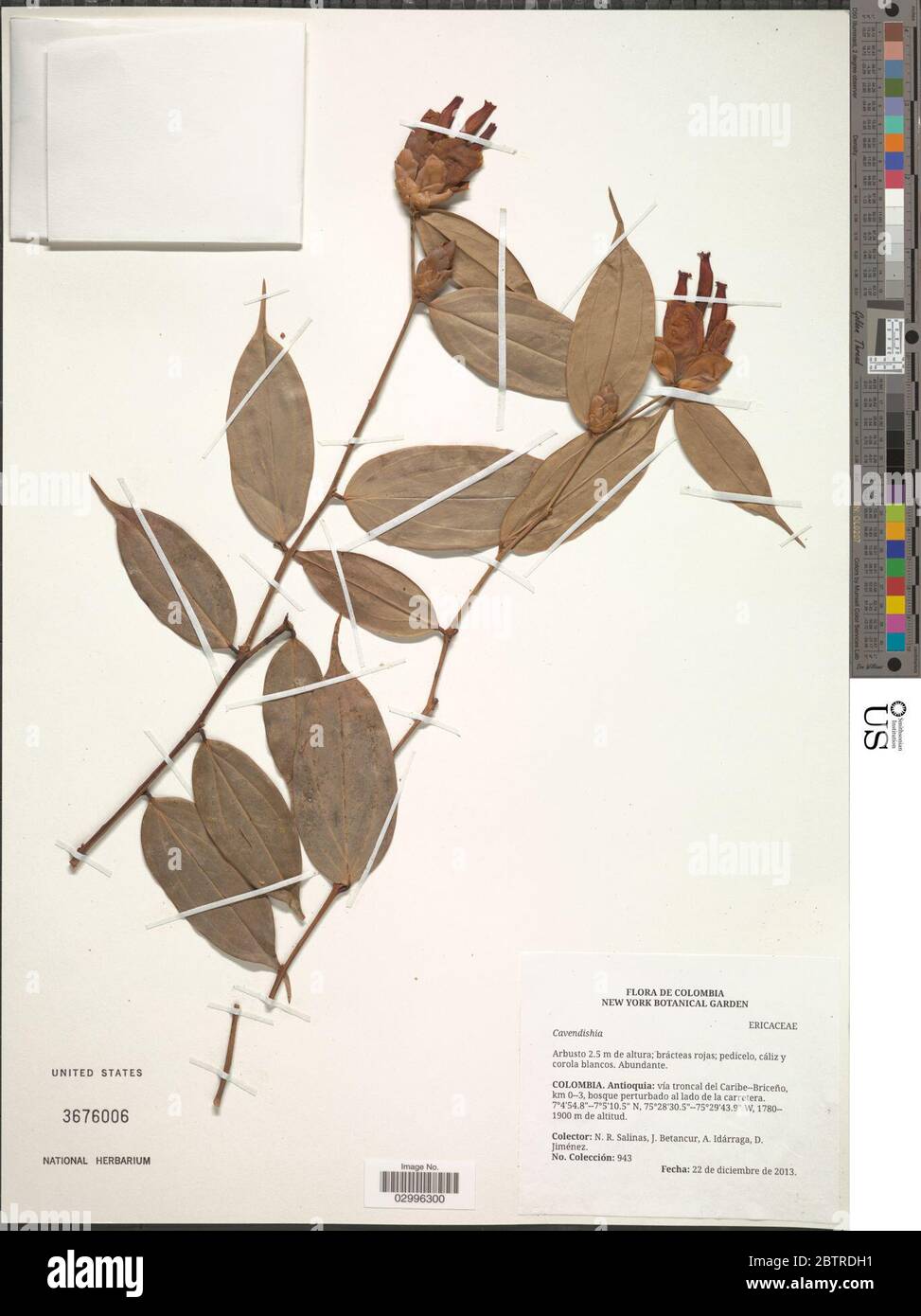 Cavendishia sp. Stock Photo