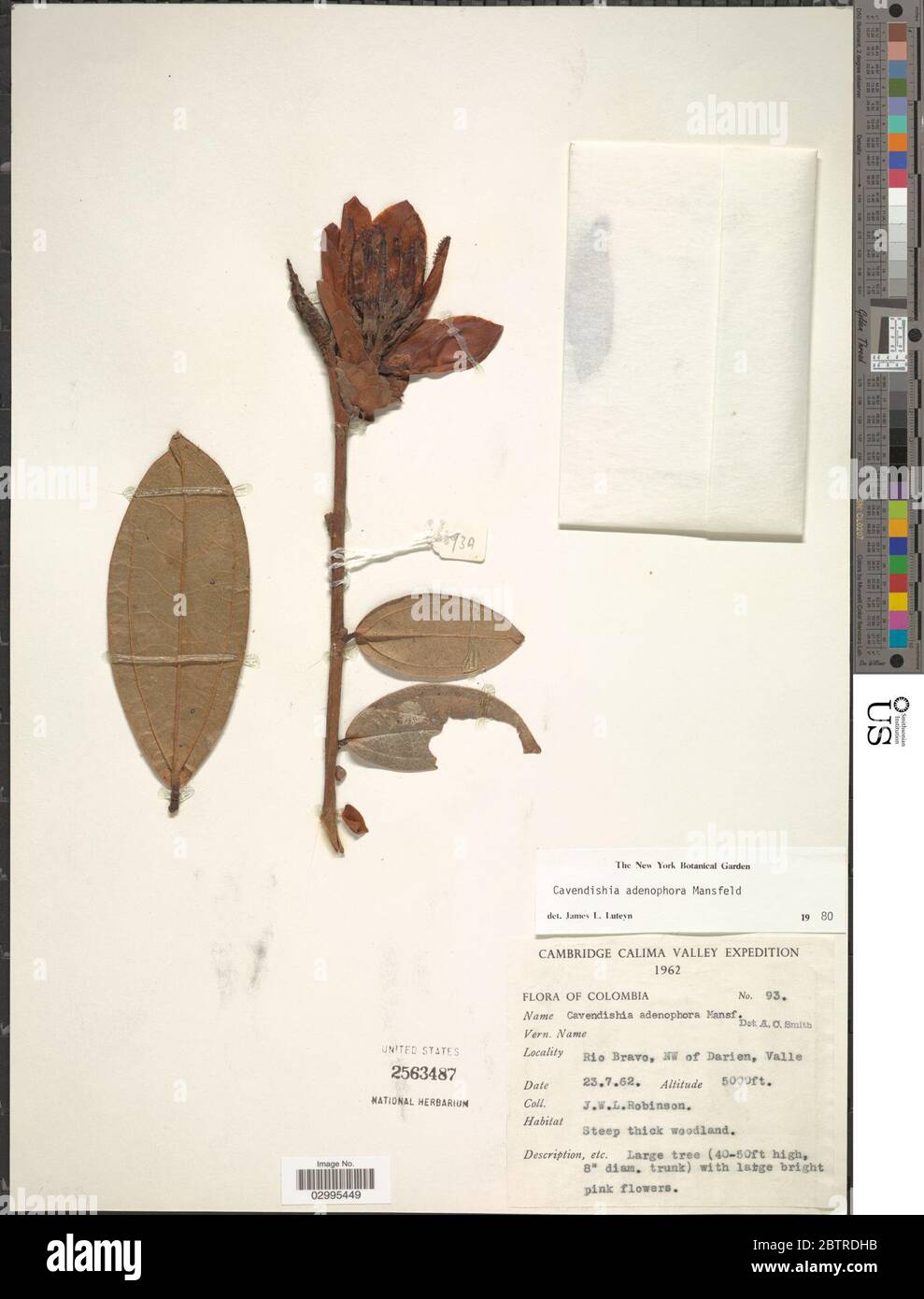Cavendishia adenophora Mansf. Stock Photo