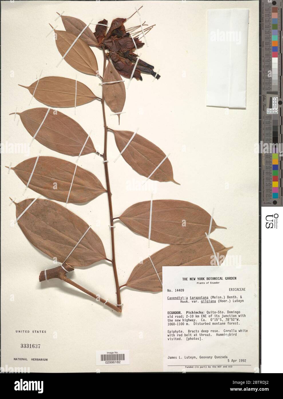 Cavendishia tarapotana var gilgiana Hoerold Luteyn. Stock Photo