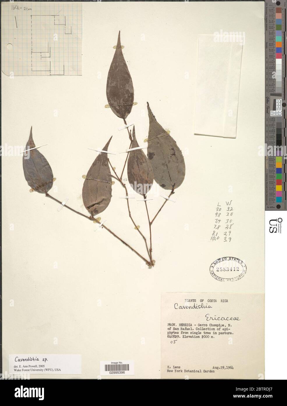 Cavendishia sp. Stock Photo