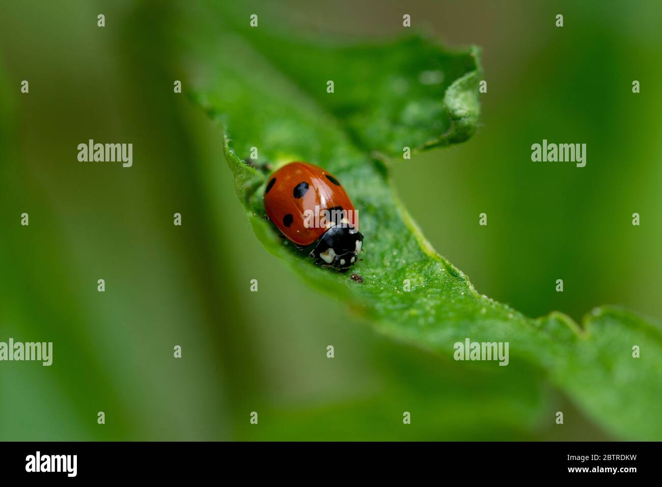 Beautiful lady bug on green leaf Stock Photo