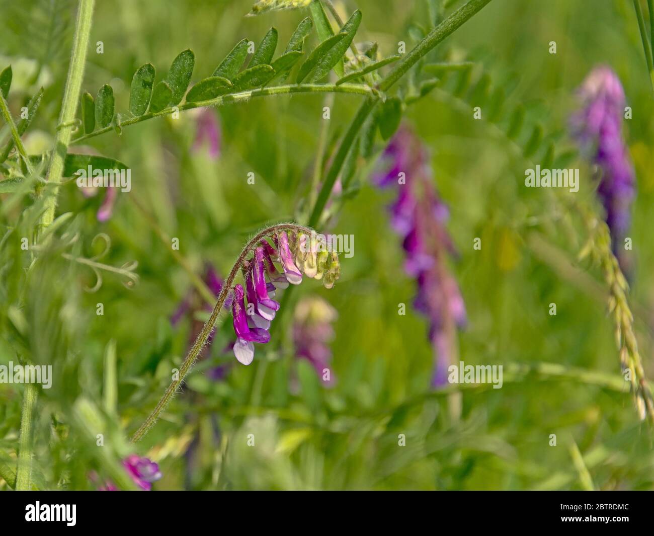 beautiful bright purple hairy vetch flowers in a lush green field, selective focus with bokeh backround. Vicia villosa Stock Photo